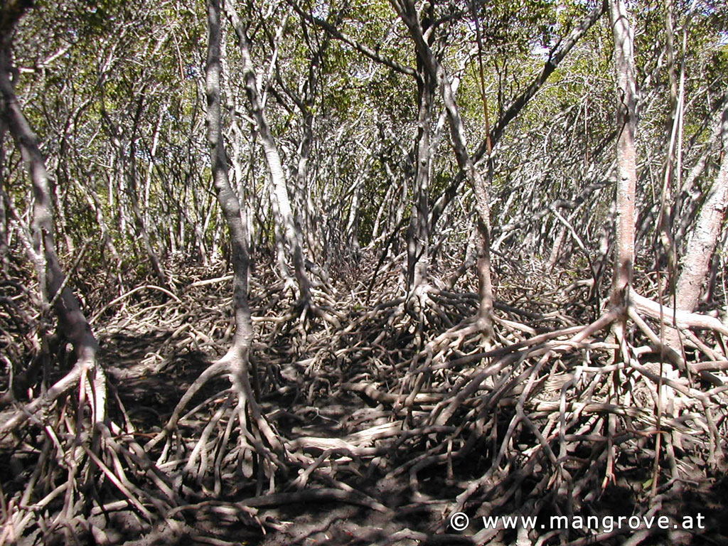 Rhizophora stylosa roots